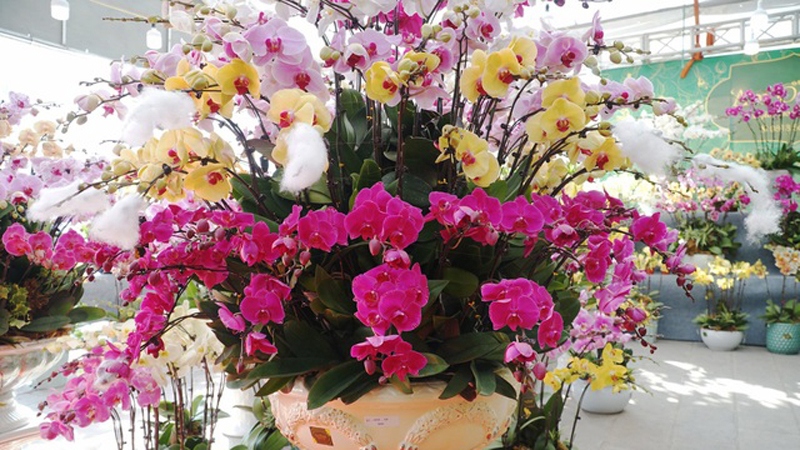Orchid flowers lure customers ahead of Tet holiday